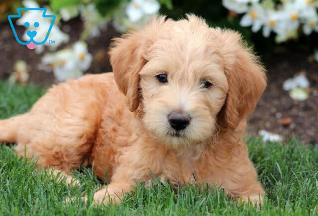 Adorable Mini Labradoodle puppy with a fluffy apricot coat lying in the grass, gazing softly ahead with white flowers blooming in the background. image