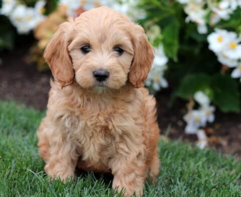 Adorable Mini Labradoodle puppy with soft, wavy apricot fur sitting on green grass in front of bright white flowers.
