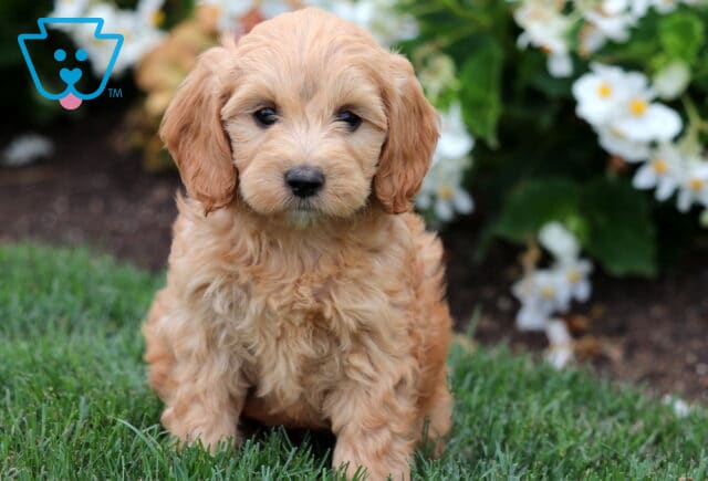 Adorable Mini Labradoodle puppy with soft, wavy apricot fur sitting on green grass in front of bright white flowers. image