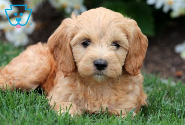 Fluffy Mini Labradoodle puppy with light apricot curls lying in the grass, surrounded by white blooming flowers. image