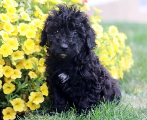 Rory Poodle Mix