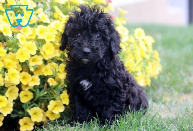 Rory Poodle Mix image