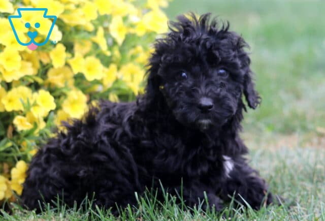 Rory Poodle Mix2 image