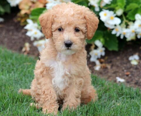 Curly-coated Mini Labradoodle puppy with apricot and white fur sitting sweetly on grass in front of white flowers.