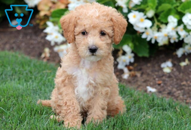 Curly-coated Mini Labradoodle puppy with apricot and white fur sitting sweetly on grass in front of white flowers. image