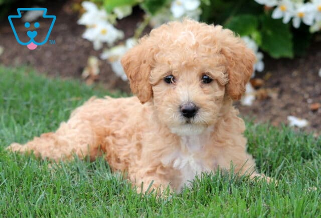 Adorable Mini Labradoodle puppy with apricot curls and a white chest lying in the grass, gazing sweetly at the camera with flowers in the background. image