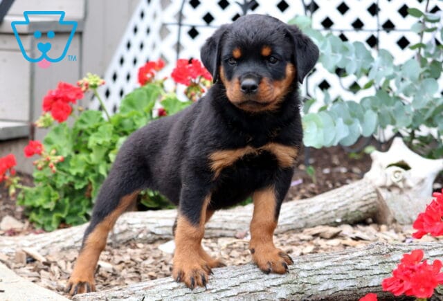 Rose Rottie image