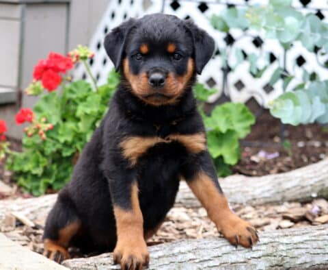 Rose Rottie2