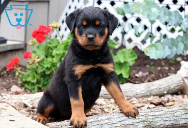 Rose Rottie2 image