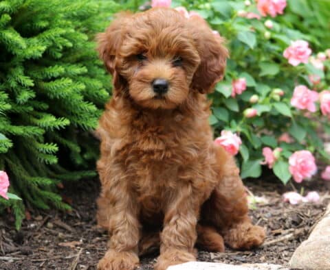 Rosie Mini Goldendoodle