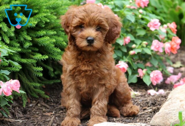 Fluffy mini Goldendoodle puppy with a rich reddish-brown coat sitting in a garden bed with pink flowers in the background. image
