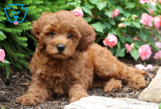 Adorable mini Goldendoodle puppy with a soft reddish-brown coat lying on the ground in a garden with pink flowers around. image