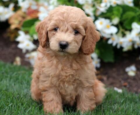 Apricot Mini Labradoodle puppy sitting on green grass with a backdrop of white flowers, looking calmly at the camera with soft, curly fur and gentle eyes.