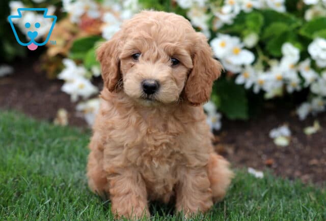 Apricot Mini Labradoodle puppy sitting on green grass with a backdrop of white flowers, looking calmly at the camera with soft, curly fur and gentle eyes. image