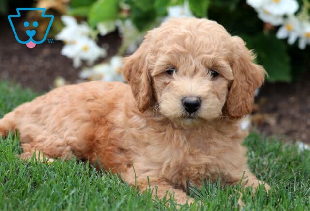 Light apricot Mini Labradoodle puppy lying on grass, gazing softly at the camera with fluffy, wavy fur and white flowers in the background. image