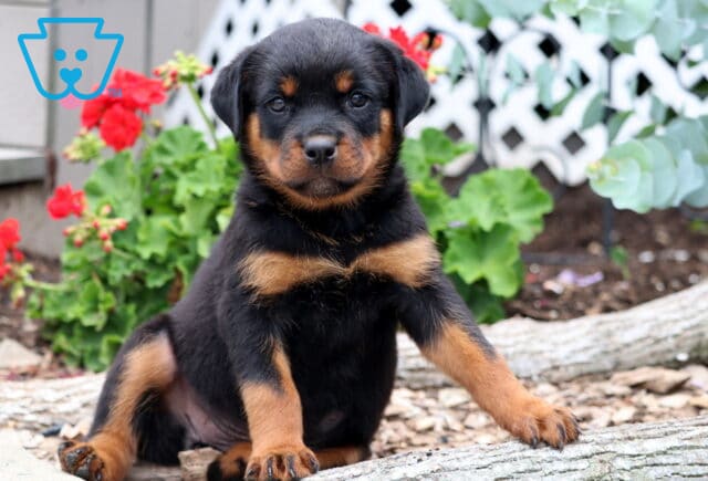 Royal Rottie image