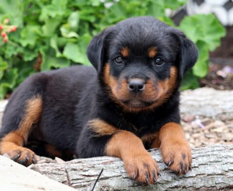 Royal Rottie2