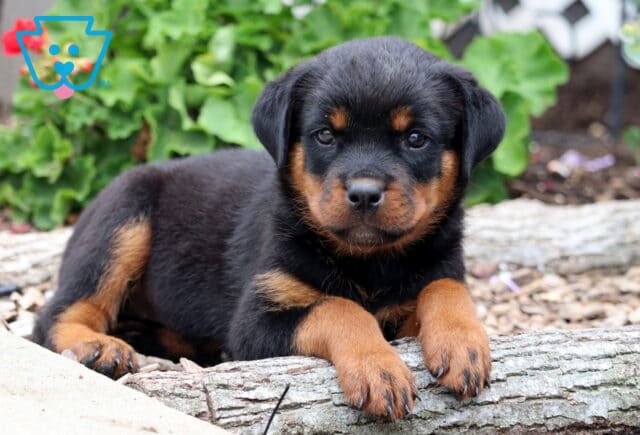Royal Rottie2 image