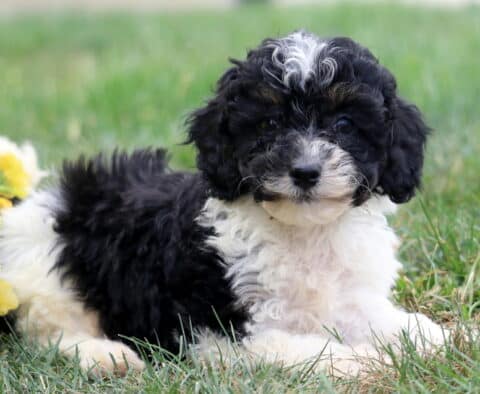 Ruby Poodle Mix