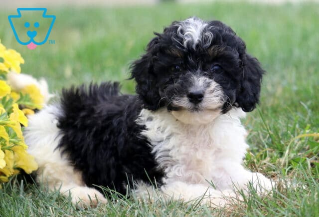 Ruby Poodle Mix image