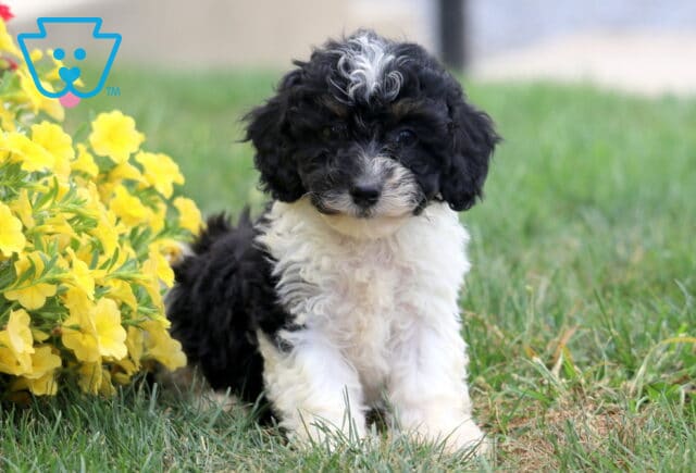 Ruby Poodle Mix2 image