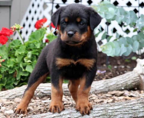 Ruby Rottie