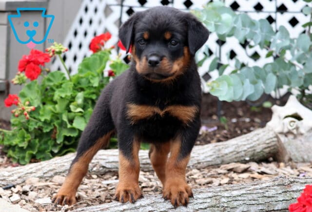 Ruby Rottie image
