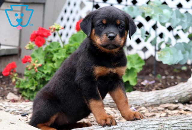 Ruby Rottie2 image