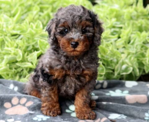 Curly merle Mini Poodle puppy with black, gray, and tan markings sitting on a gray paw-print blanket, with bright green foliage in the background.