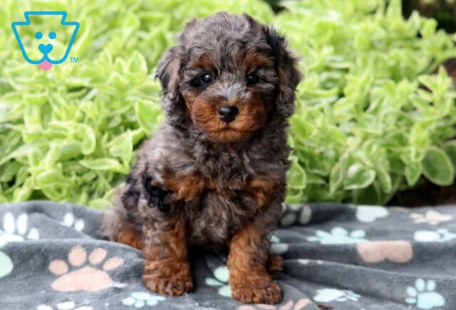 Curly merle Mini Poodle puppy with black, gray, and tan markings sitting on a gray paw-print blanket, with bright green foliage in the background. image