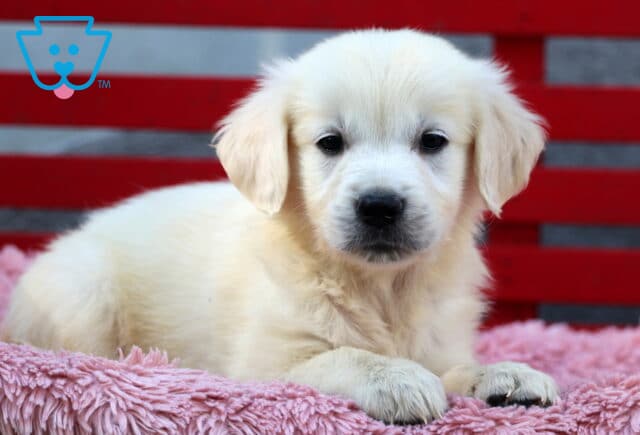 Charming English Cream Golden Retriever puppy resting on a soft pink blanket, looking sweetly into the camera with a red and gray bench in the background. image