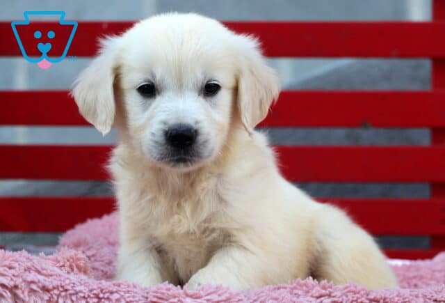 Adorable English Cream Golden Retriever puppy sitting on a plush pink blanket, gazing forward with soft, dark eyes in front of a bold red and gray background. image