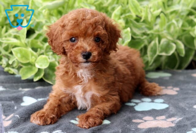 Apricot Mini Poodle puppy with curly fur and a white chest patch lying on a gray paw-print blanket, surrounded by leafy green plants. image