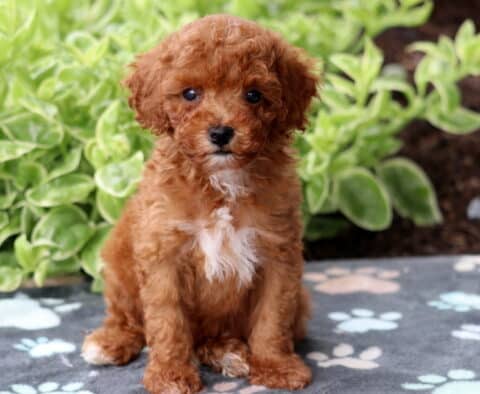 Fluffy red Mini Poodle puppy with a white chest patch sitting on a gray paw-print blanket, with lush green foliage in the background.