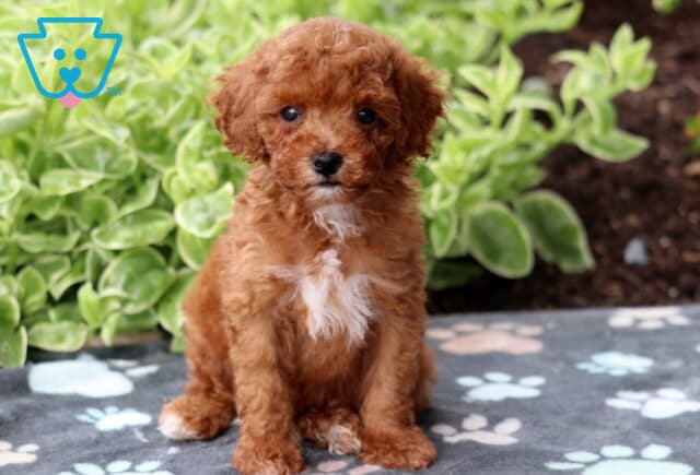 Fluffy red Mini Poodle puppy with a white chest patch sitting on a gray paw-print blanket, with lush green foliage in the background. image