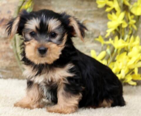 Fluffy Yorkie puppy sitting on a light carpet with perked ears and a curious face, framed by a rustic stone wall and blooming yellow flowers.