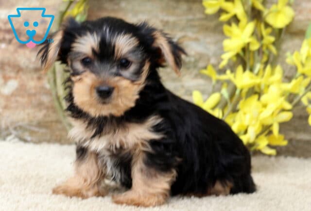 Fluffy Yorkie puppy sitting on a light carpet with perked ears and a curious face, framed by a rustic stone wall and blooming yellow flowers. image