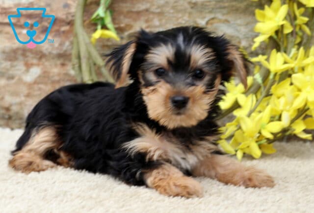 Yorkie puppy lounging on a cream carpet with bright yellow flowers and a rustic stone wall in the background, looking sweetly at the camera. image