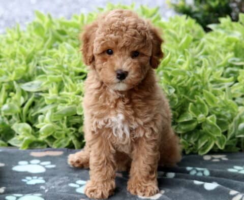 Fluffy apricot Mini Poodle puppy with a white chest sitting upright on a gray paw-print blanket, backed by a vibrant bed of green plants.
