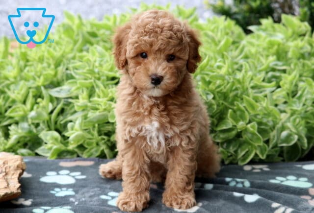 Fluffy apricot Mini Poodle puppy with a white chest sitting upright on a gray paw-print blanket, backed by a vibrant bed of green plants. image