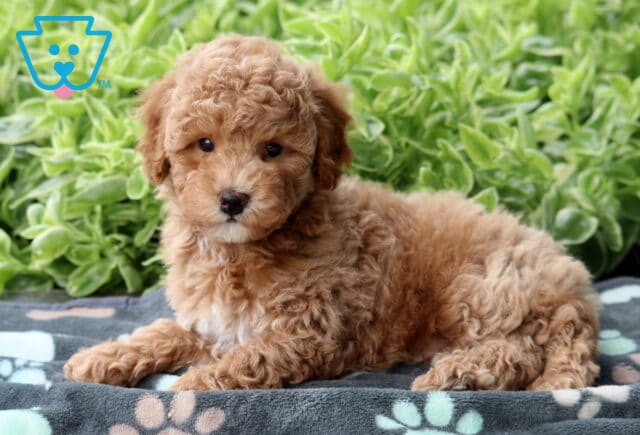 Apricot Mini Poodle puppy with a white chin and chest lying on a gray blanket with pastel paw prints, with a lush green plant background. image