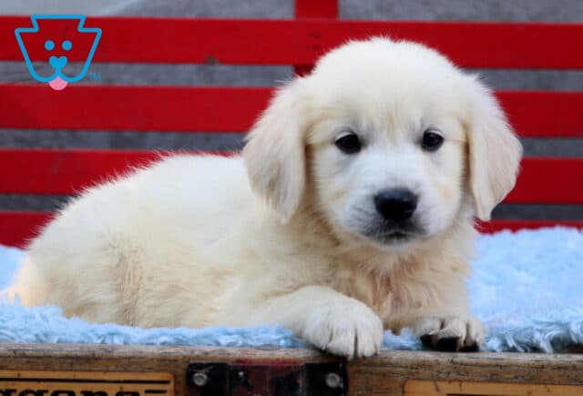 Fluffy English Cream Golden Retriever puppy lying on a soft blue blanket inside a wooden wagon, with a bright red slatted bench in the background and a curious, gentle expression on its face. image
