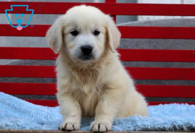 Fluffy English Cream Golden Retriever puppy sitting upright on a soft blue blanket, in front of a bright red bench, with a calm and sweet expression. image