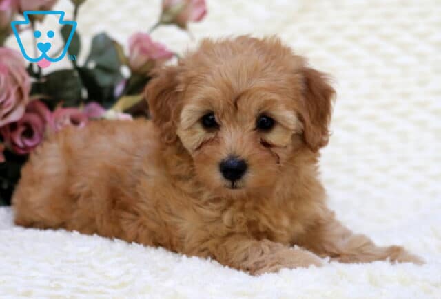 Sandy Toy Goldendoodle image