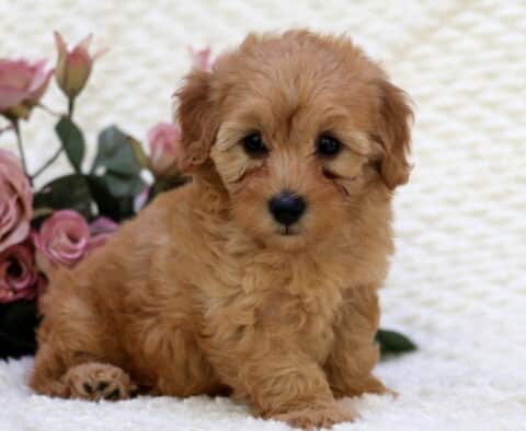 Sandy Toy Goldendoodle2