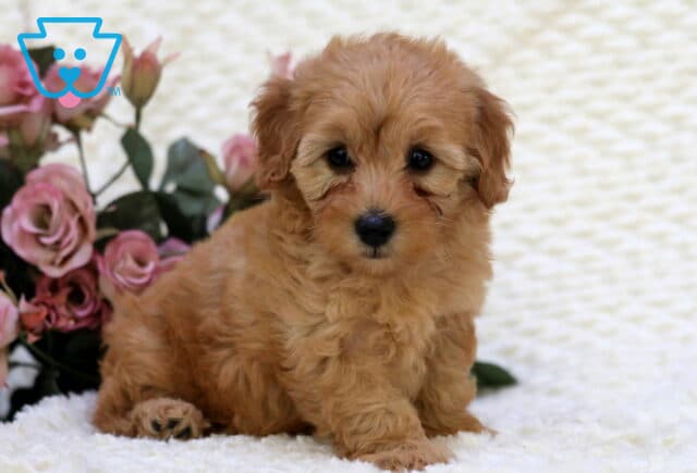 Sandy Toy Goldendoodle2 image