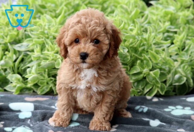 Fluffy apricot Mini Poodle puppy with a white chest patch sitting on a gray paw-print blanket in front of green leafy plants. image