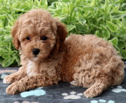Curly apricot Mini Poodle puppy lying on a gray blanket with paw prints, gazing sweetly at the camera in front of lush green plants.