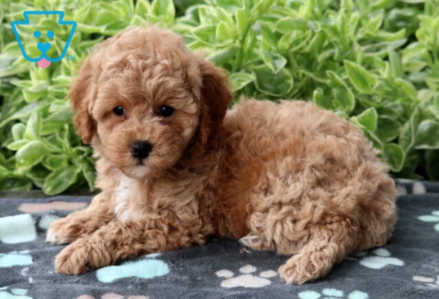Curly apricot Mini Poodle puppy lying on a gray blanket with paw prints, gazing sweetly at the camera in front of lush green plants. image