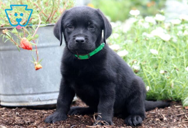 Adorable black Labrador Retriever puppy sitting on soil near blooming flowers, wearing a green collar and looking curiously at the camera. image